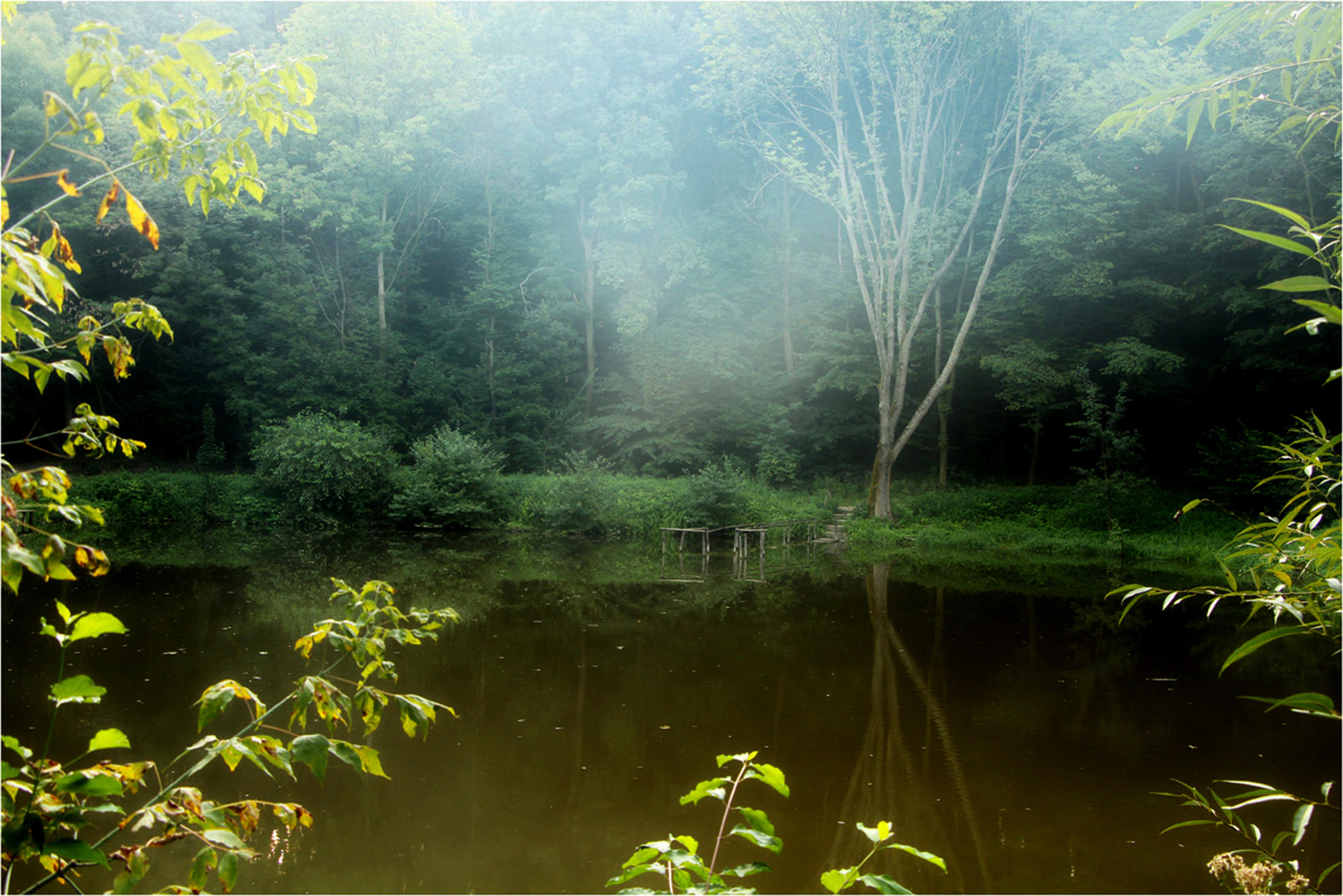 Лесной пруд фото