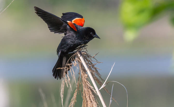 Red-Winged Blackbird