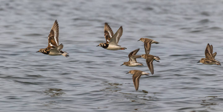 Ruddy Turnstone