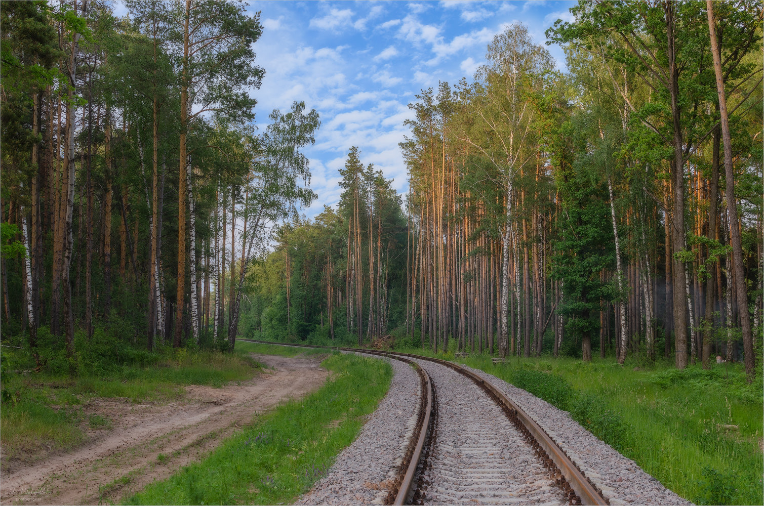 Сосновый лес железная дорога Запрудня