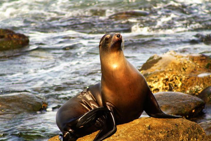 Ну привет :) Sea Lion pacific ocean