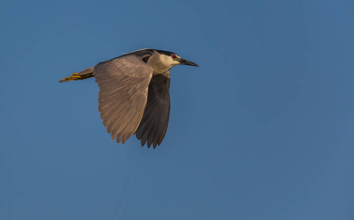 Black Crowned Night Heron чёрная коронованная ночная цапля