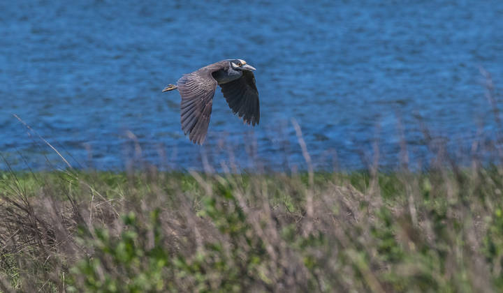 Yellow Crowned Night Heron желтая коронованная ночная цапля 