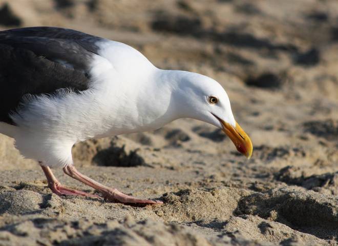 Western gull