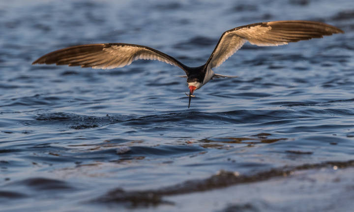 Skimmer Bодорез