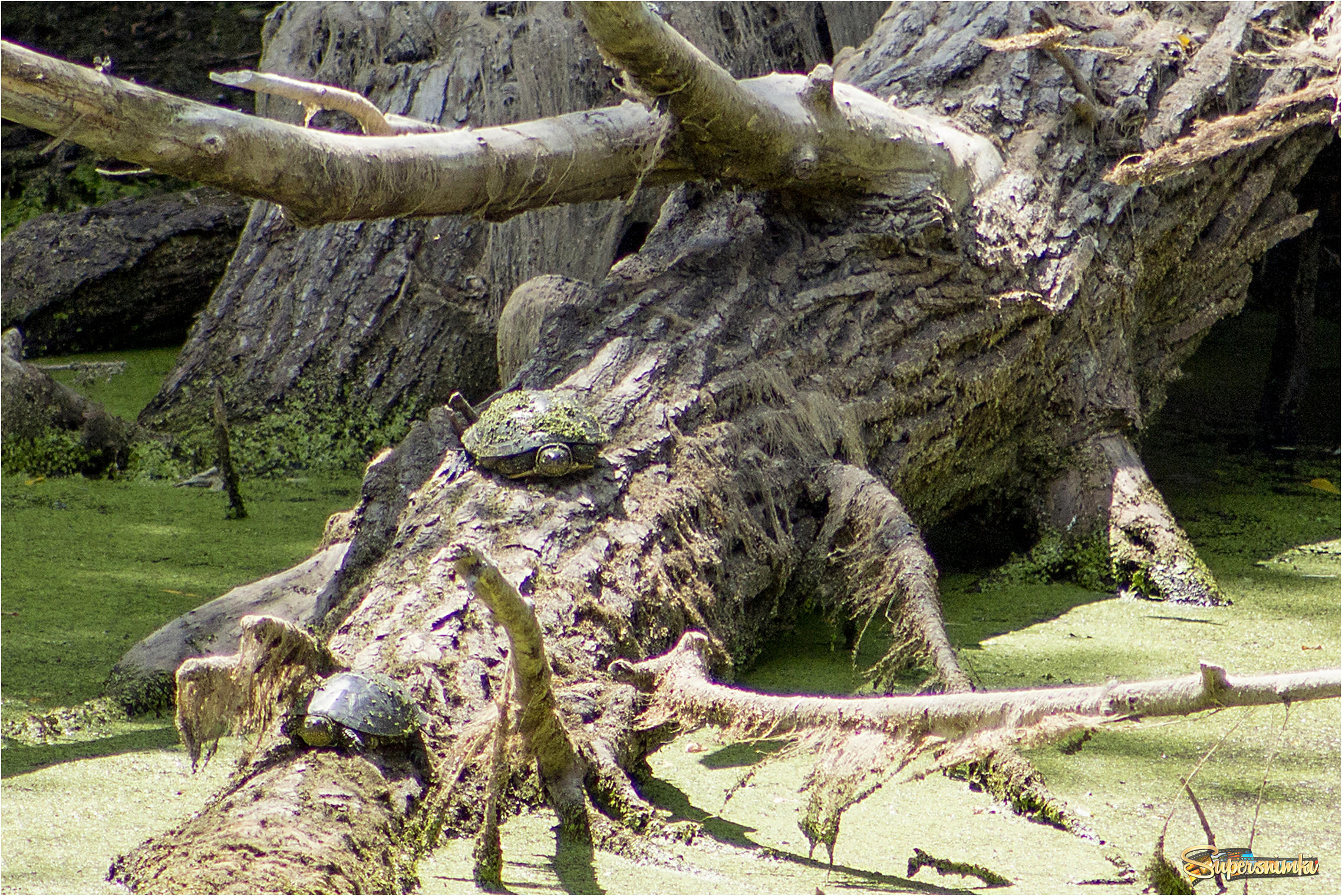Обиталище бобров и черепах