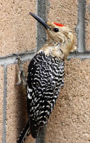  Gila Woodpecker