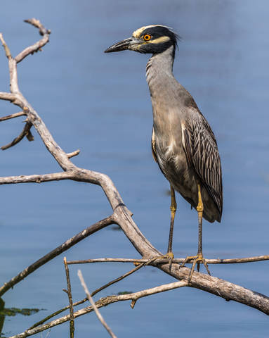 yellow Crowned Night Heron   желтоголовая коронваная ночная цапля