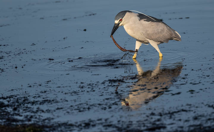 Black Crowned Night Heron чёрная коронованная ночная цапля