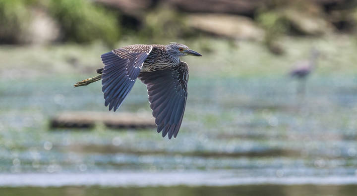 yellow Crowned Night Heron    молодая желтоголовая коронованная ночная цапля