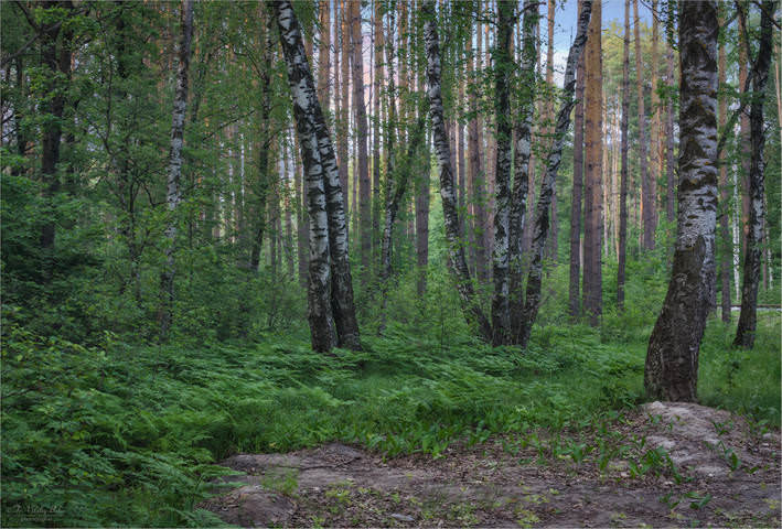 В смешанном лесу