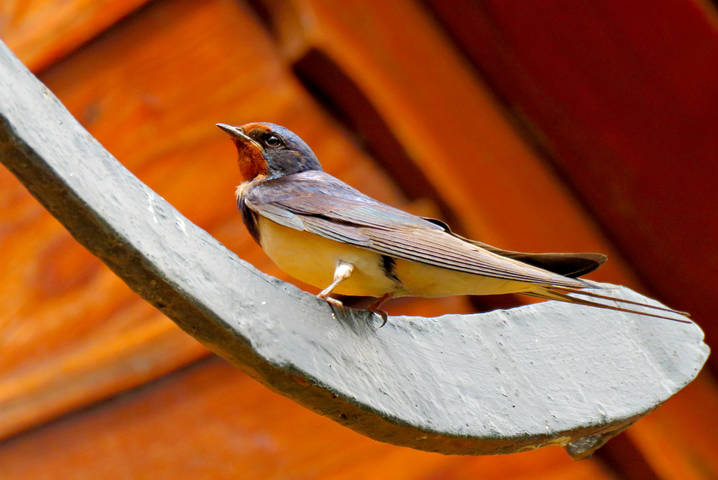 Деревенская ласточка (Hirundo rustica)
