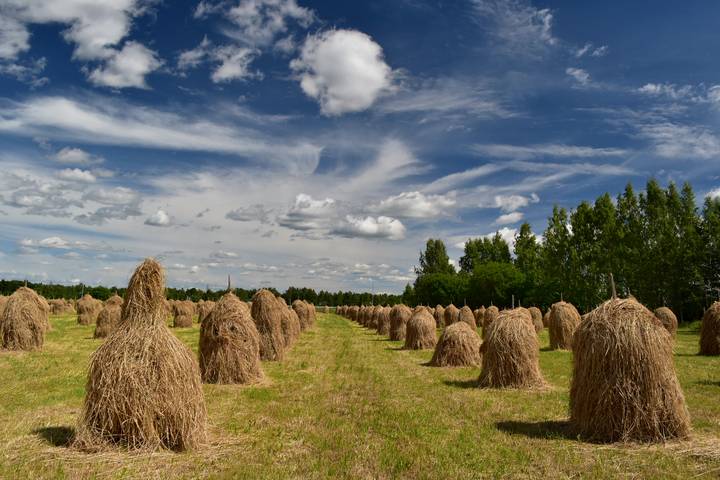 Время сенокоса