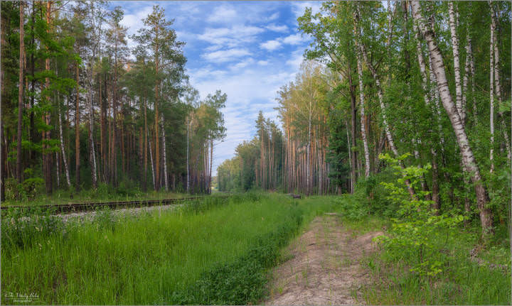 Лесная просека