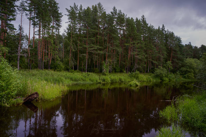 Лесная речка