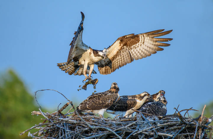 Osprey~ Скопа