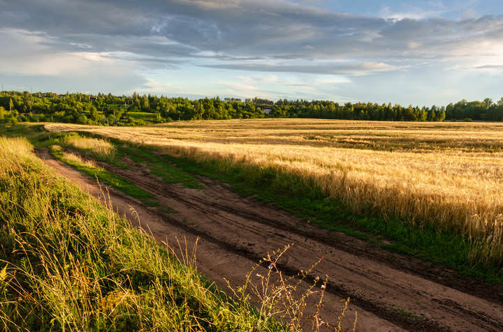 Созревает  хлеб