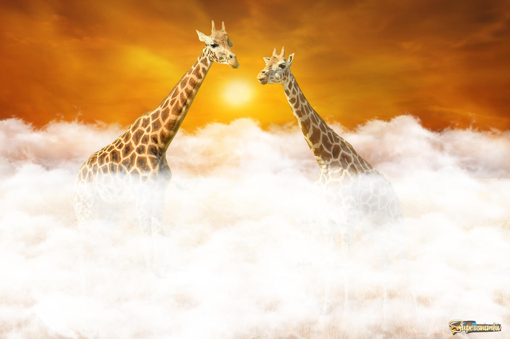 Рандеву двух жирафов над облаками