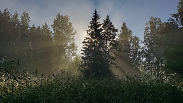 Утро, ель и солнце