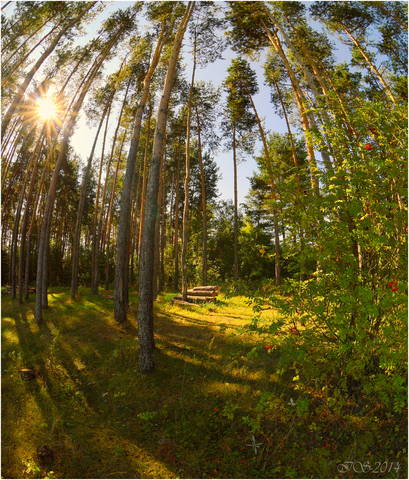 сосны