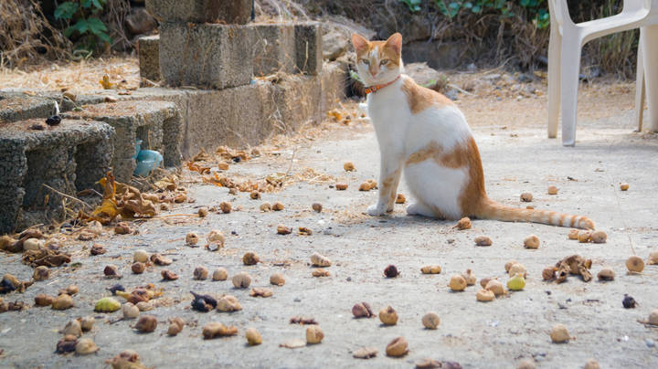 Греческий кот