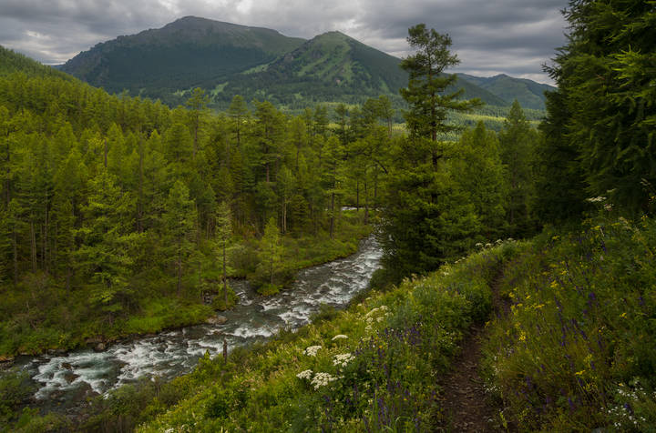 Зелёное море тайги