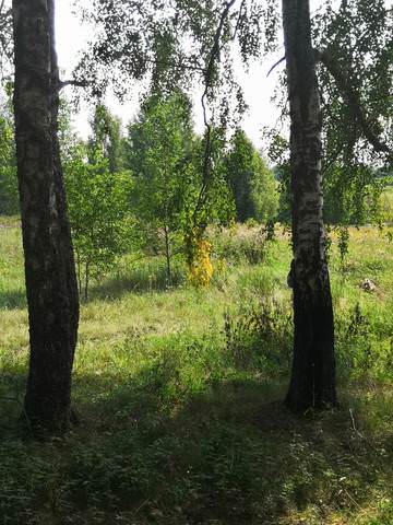 Золотая метка осени