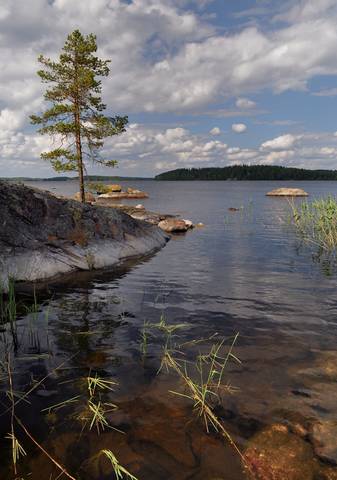Пейзаж с сосной (2)