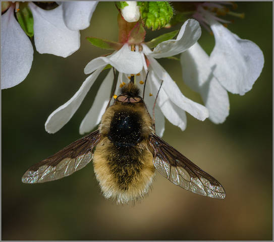 Жужжало большой (Bombylius major)