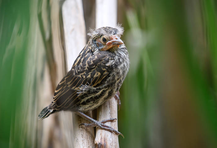 Red Winged Blackbird nestling