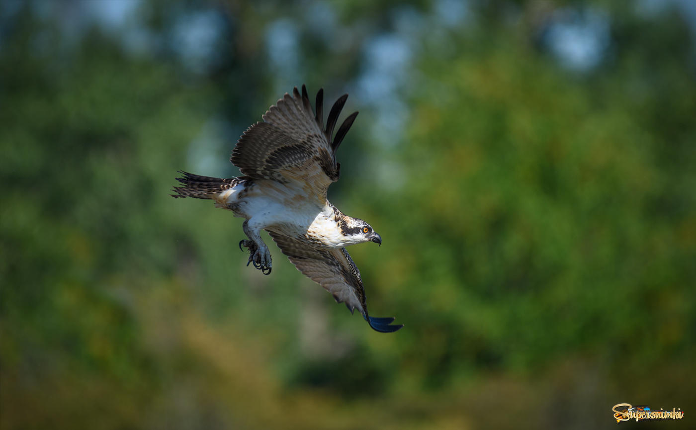 Juvy Osprey in flight