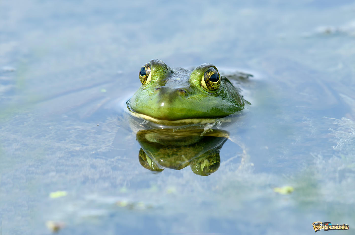 The green frog -Lithobates clamitans