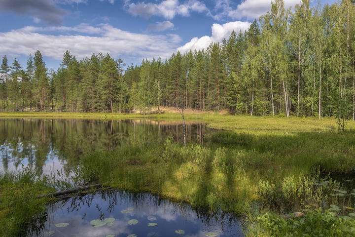 Лесное озеро