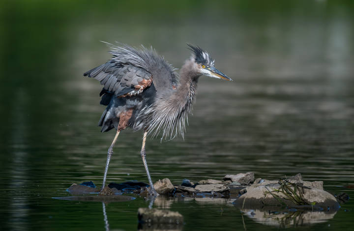 Great blue heron