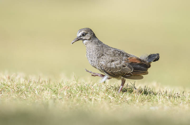 Common ground dove (juvenile)