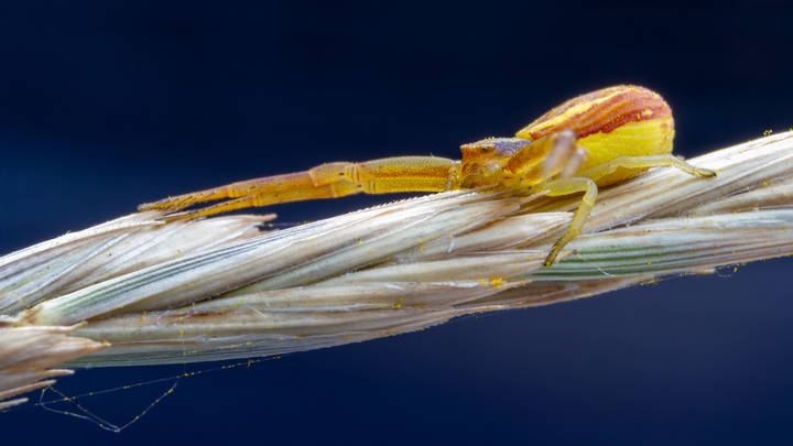 Runcinia grammica