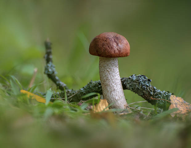 Подосиновик