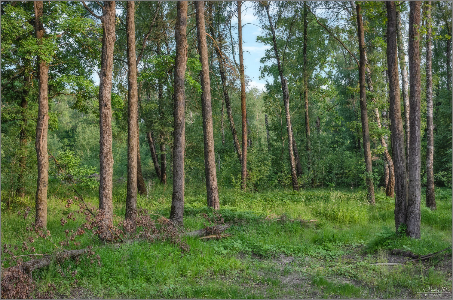 На лесной окраине