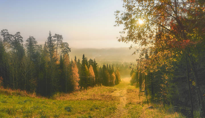Туманное утро