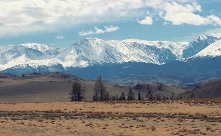  Курай на фоне Северо-Чуйского хребта                 