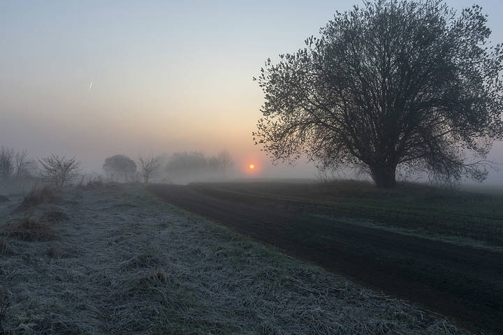 Frog in sunrise