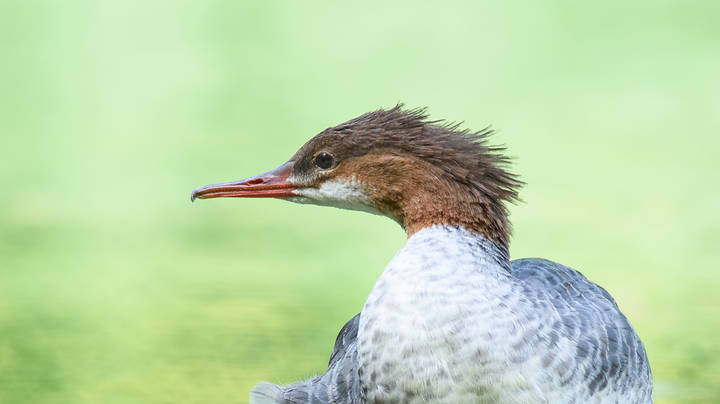 Common merganser (female)