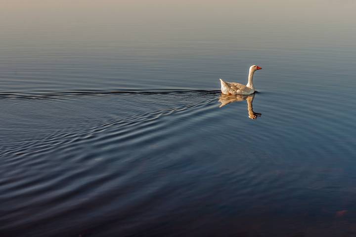 Водоплавающие