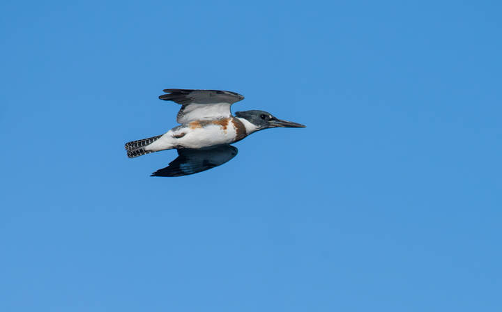 Belted kingfisher