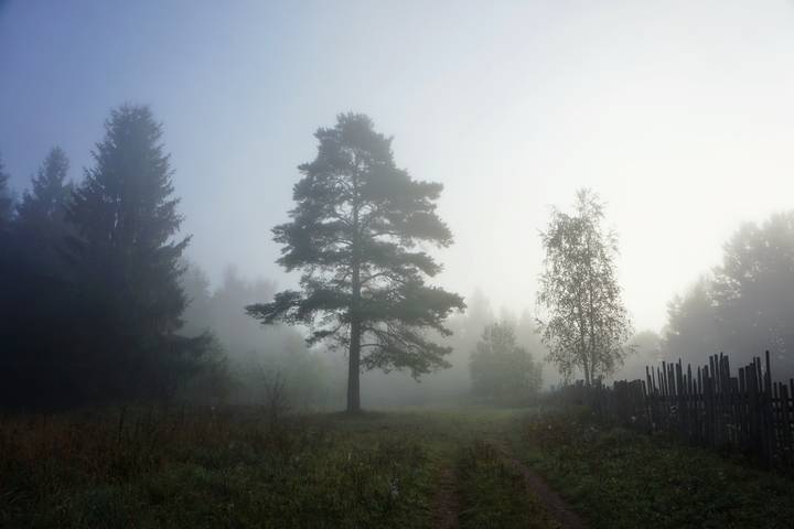Выходят из тумана