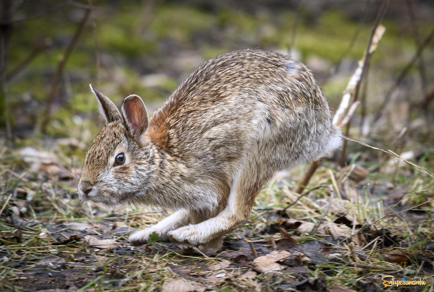 Eastern Cottontail Rabbit (juvinale)