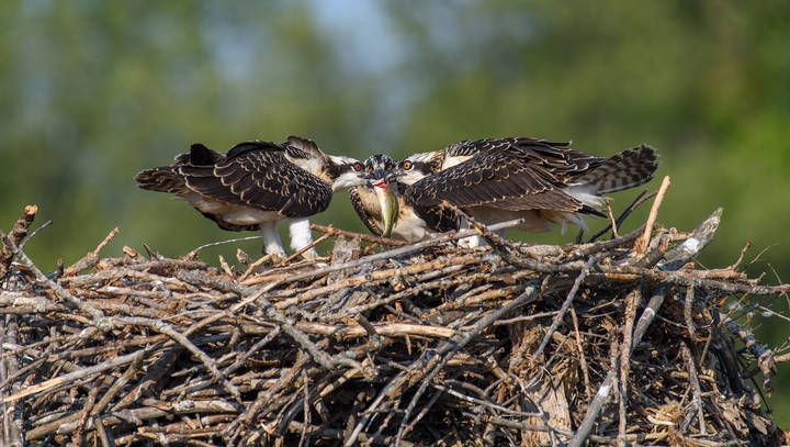 Four eyes, three beaks and one fish