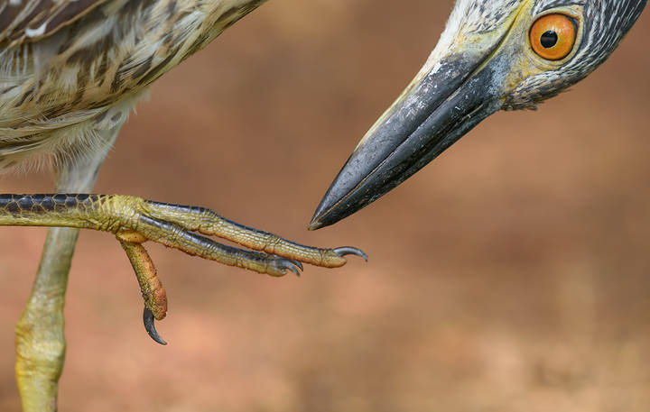 Yellow-crowned Night-Heron  up close and personal 