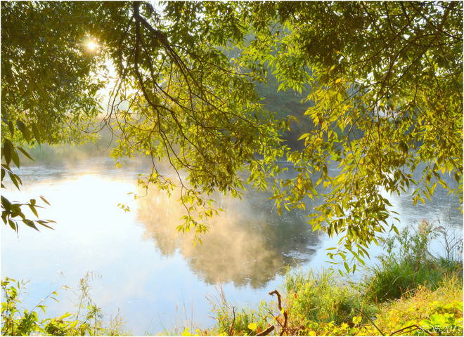 сквозь листву...