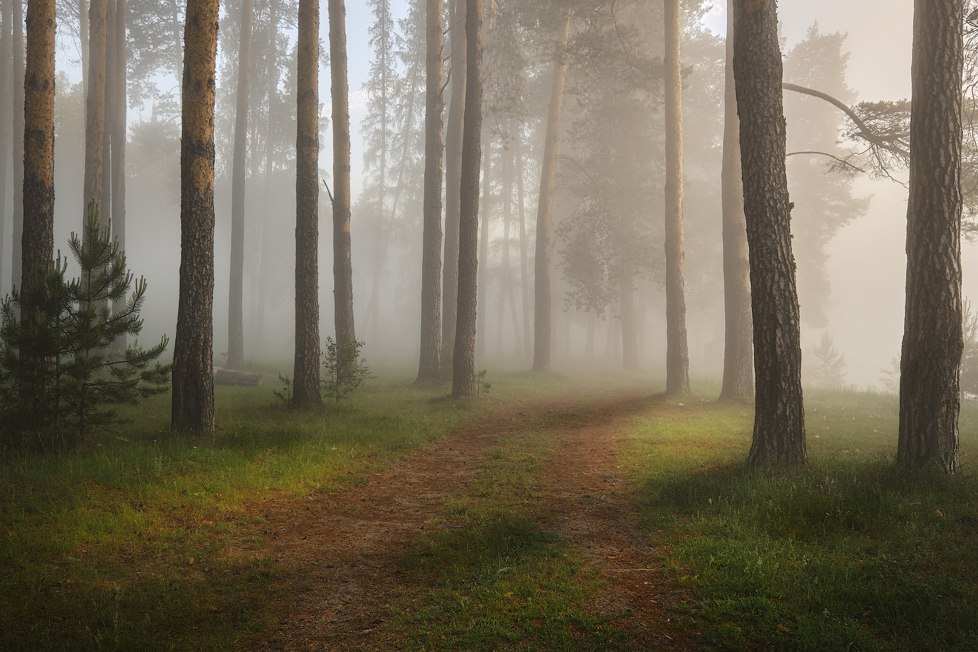 Туманное утро в лесу